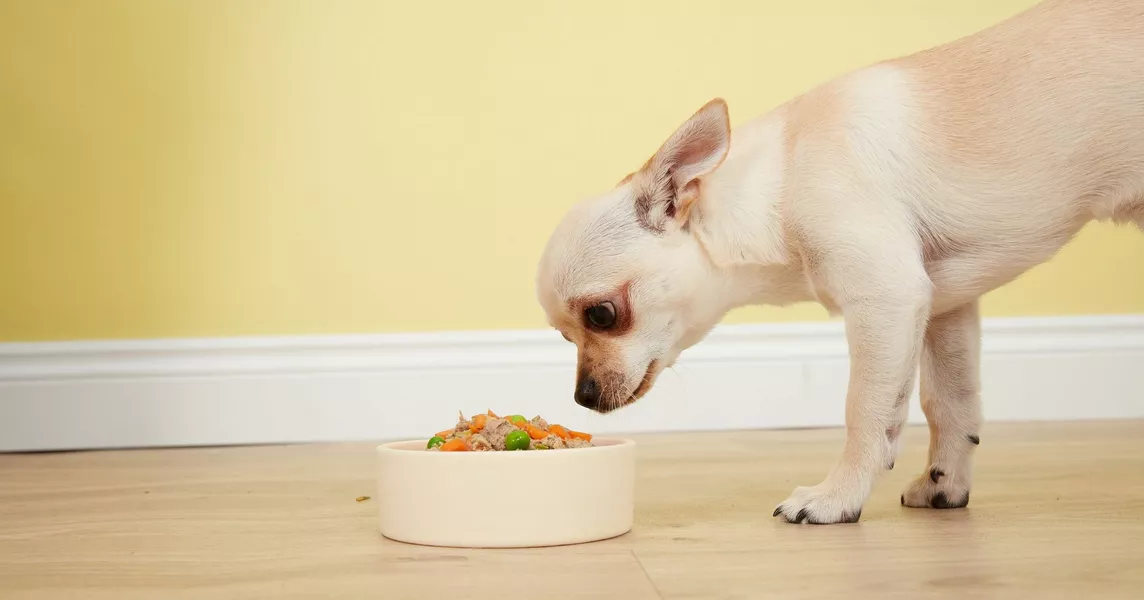 What kind of dog food is best for chihuahuas sale